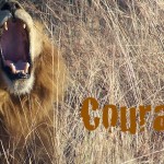 Courage